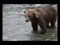 KATMAI BEAR - BEST OF CLIP