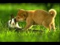 Very Funny Rabbits/Bunnies