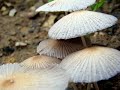 SONY H9 Video Mushroom SONY H9 Video Mushroom