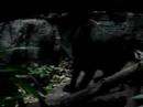 Black Leopards Bronx Zoo