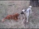 Rambunctious (and cute) dog play