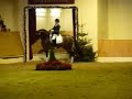 www.HWfarm.com presents the stallion For Comliment