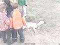 kinderen observeren dood ree kinderen observeren dood ree