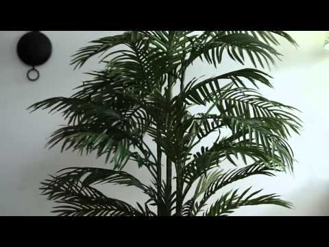 how to replant areca palm