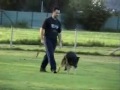 GERMAN SHEPHERDS DOGS COMPILATION GERMAN SHEPHERDS DOGS COMPILATION