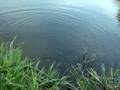 Chub and Barbel Fishing Ross on Wye