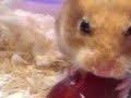hamsterr