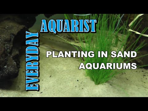 how to grow plants in a aquarium