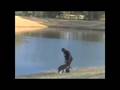 MALINOIS WATER WORKING