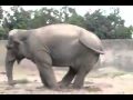 Los animales más graciosos en la web