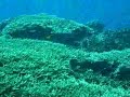 Zamami diving 1 - corals