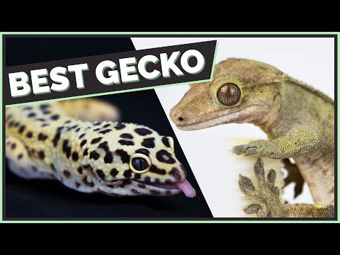 YouTube reptile video