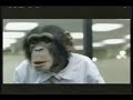 Career Builder Monkeys Super Bowl XL Commercial Career Builder Monkeys Super Bowl XL Commercial