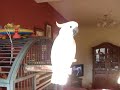 Even More of Daisy The Incredible Dancing Cockatoo! Even More of Daisy The Incredible Dancing Cockatoo!