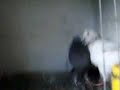 El gavino doble y la pelorrata
