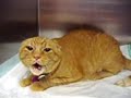 Cat from Hell Cat from Hell
