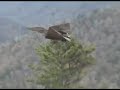 \"Chimney Tops\" Smoky Mountains National Park \"Chimney Tops\" Smoky Mountains National Park