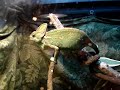 FAILED Veiled Chameleon Mating (Attempt 1- Part 2) FAILED Veiled Chameleon Mating (Attempt 1- Part 2)