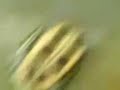 cuello de tortuga