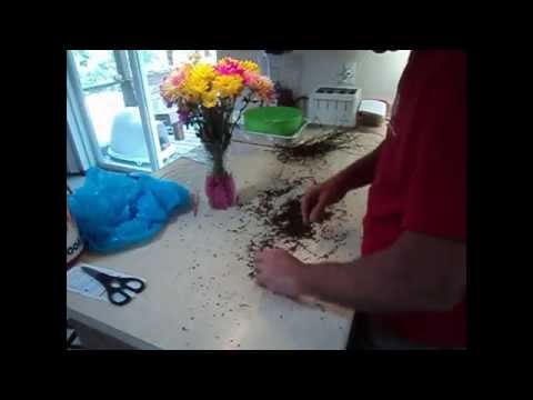 how to harvest beetroot seeds