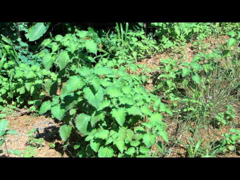 Pankaj Oudhia's Healing Herbs: Revitalization of Pancreas and Diabetes Management-cc6010c