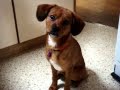 Puppy Cuteness Overload