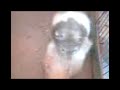 esto es cuando lo hamsters hacen lo suyo