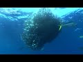 The Last Sardine - The Underwater Channel.tv