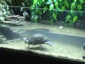 Видео - Болотная черепаха: загадочный сосед