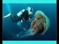 Meduse
