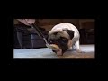 Max and the Exploding Peanut Butter