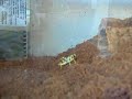 my goliath BIRD EATING SPIDER disposing of a hopper!!!!