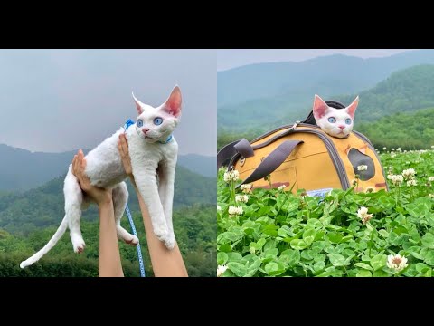 Spring outing with my cat (Devon Rex)