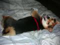 videos de Toby= Best Shiba Inu ever