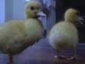 Cute ducklings
