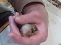 Next video of handfeeding our baby lovebird! Next video of handfeeding our baby lovebird!