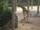 Giraffes