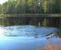 Flugfiske Flugfiske