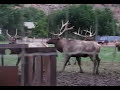 Elk Mating Calls