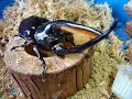 ???????Dynastes neptunus ???????Dynastes neptunus