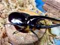ネプチューン　Dynastes neptunus