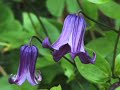 Hot Choose The Perfect Clematis
