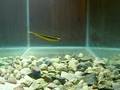 Drop Shot Test! Lunker City Fin S Fish