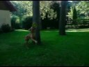 Vizsla Joshi apporting in Slowmo Vizsla Joshi apporting in Slowmo