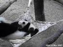 Lun Lun nursing Mei Lan - 26.03.07
