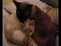 Amor animal.