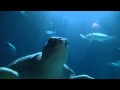 Blijdorp Oceanium HD... :: Blijdorp Oceanium HD 1080p