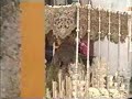 Hermandad De La Macarena 2003 (Sevilla)