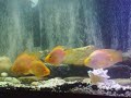 kissing parrot fish