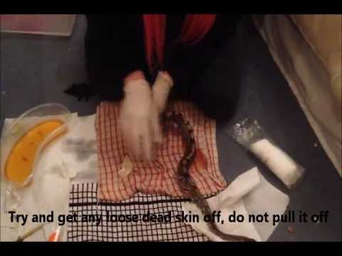 how to treat snake burns